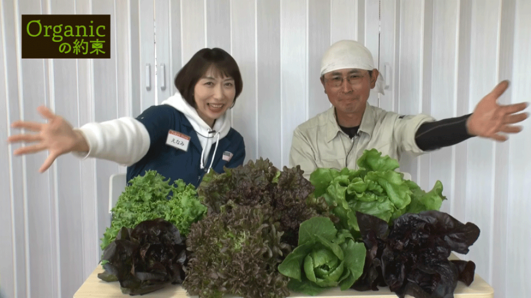 産地リポート（レタス編）