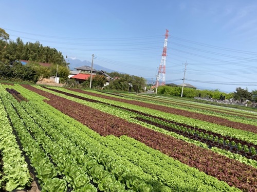 レタスの生産者