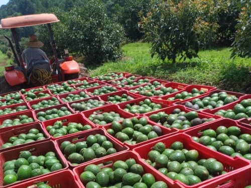 アボカドの生産者