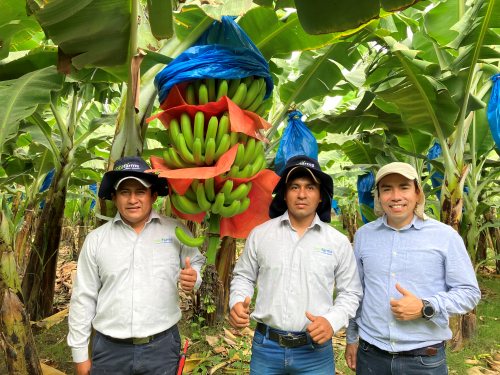 バナナの生産者